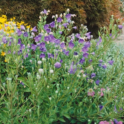 Picture of Platycodon - Mariesii